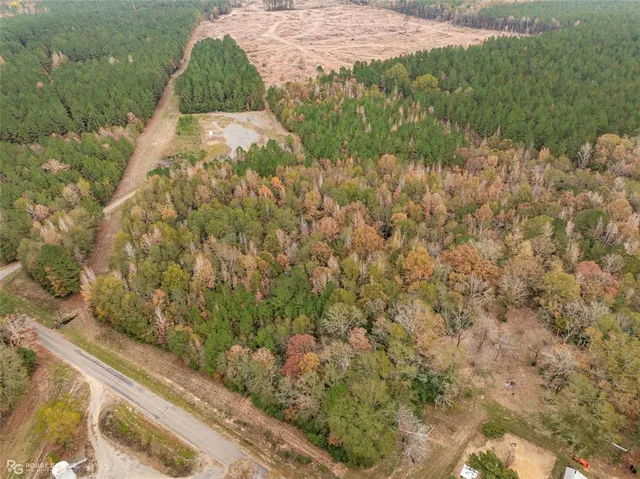 a view of a yard with plants and large trees