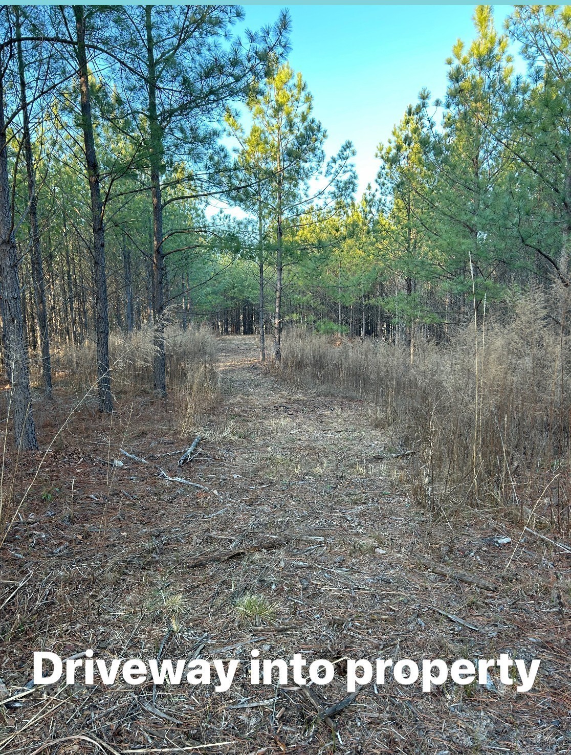 210 Ridgewood Drive Linden, TN 37096 - Photo 15 of 16 a view of a dry yard