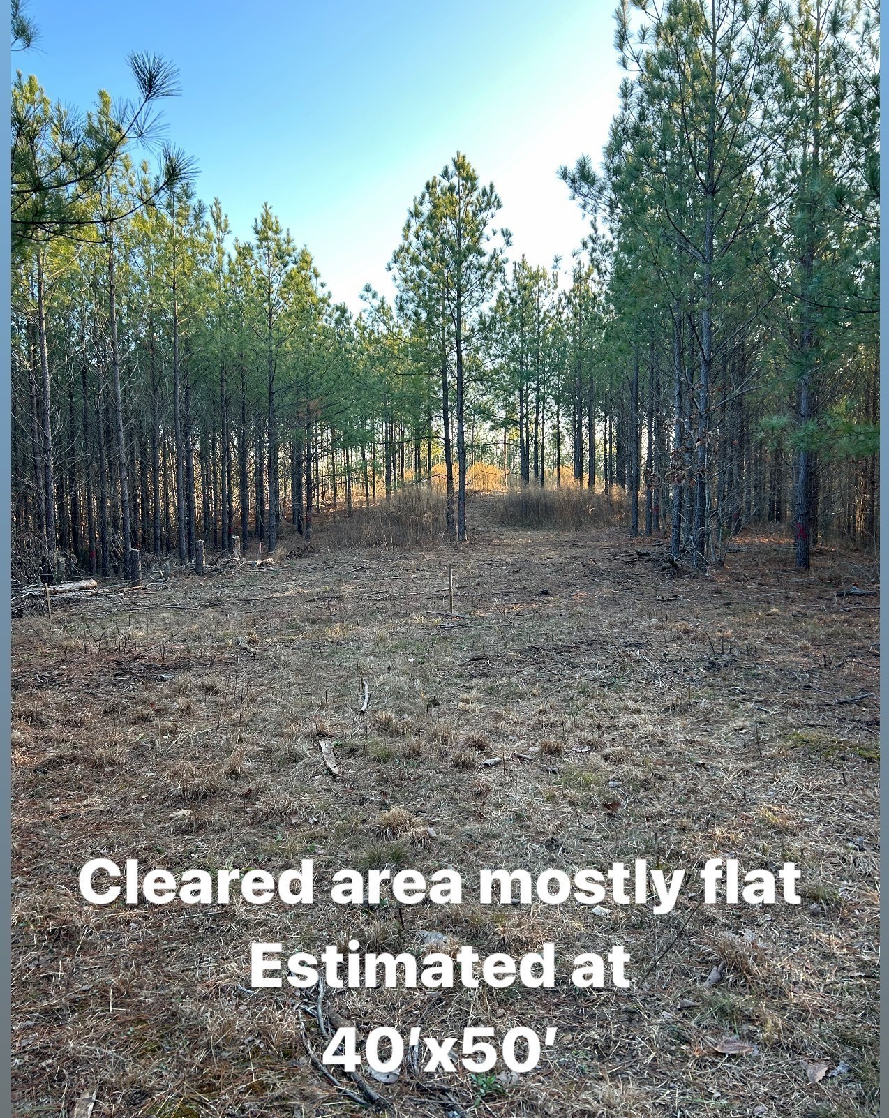 210 Ridgewood Drive Linden, TN 37096 - Photo 9 of 16 a view of a yard with large trees