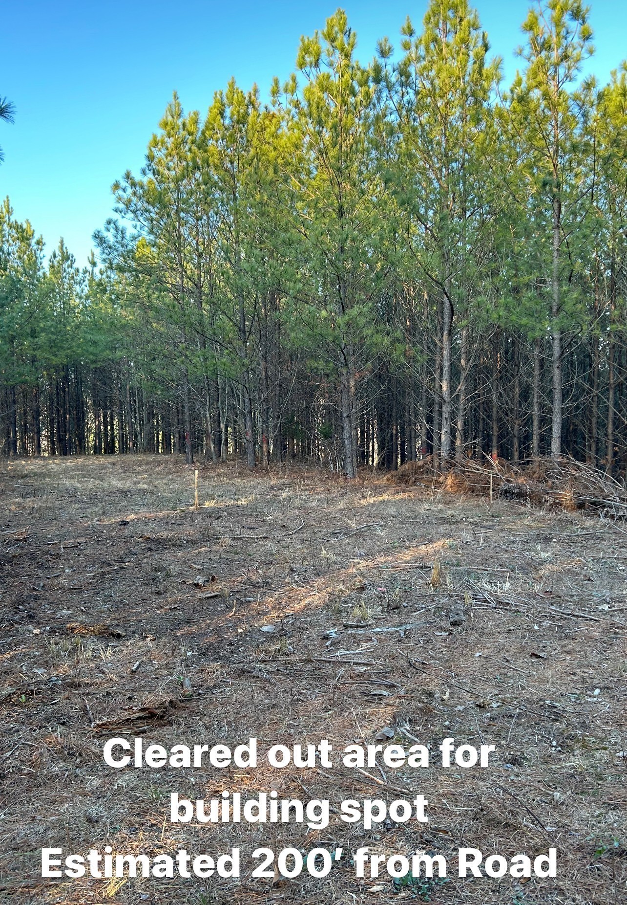 210 Ridgewood Drive Linden, TN 37096 - Photo 10 of 16 a view of dirt yard with trees