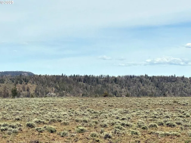 a view of a dry yard with trees