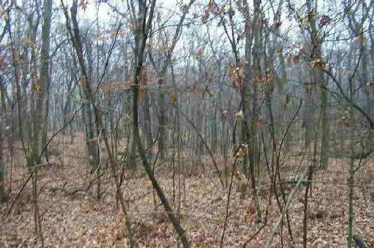 0 Tbd Blanding Road Hanover, IL 61041 - Photo 1 of 1 a view of forest