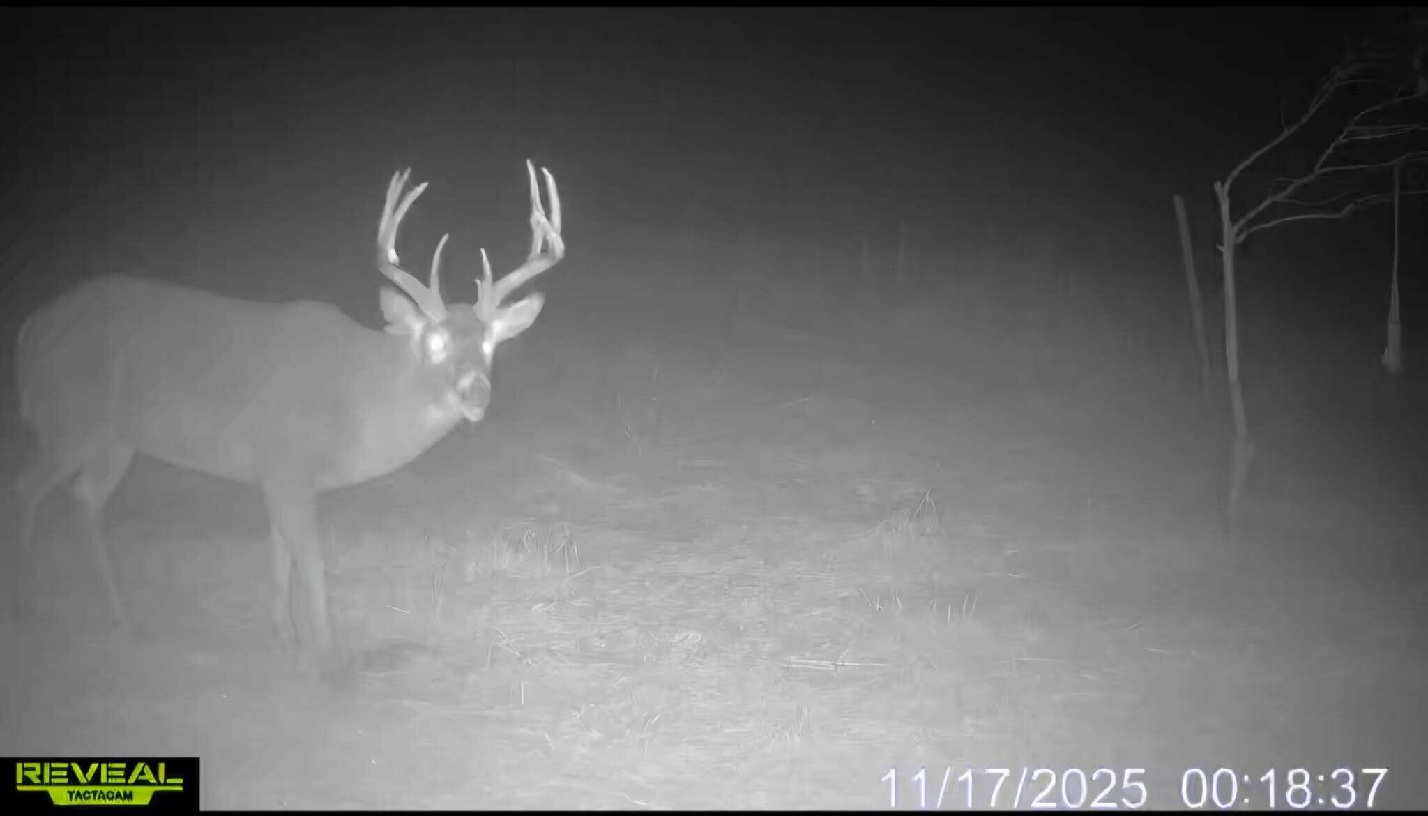 W16875 State Highway 95 Springfield, WI 54659 - Photo 19 of 22 Trail Cam Footage