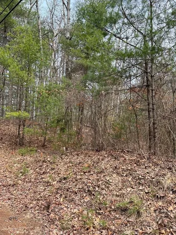 a view of a yard with large trees
