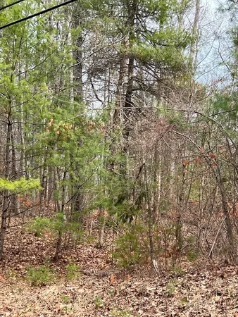 a view of a yard with large trees