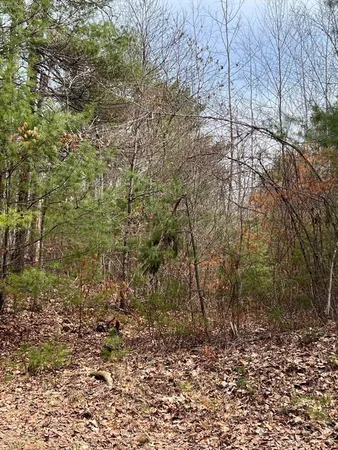 a view of a yard with plants and trees