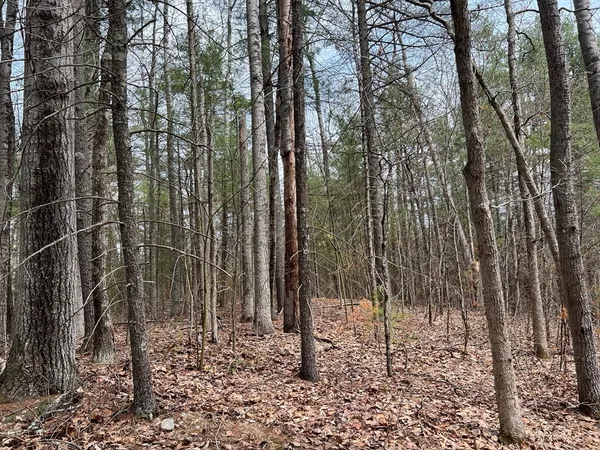 a view of a yard with trees
