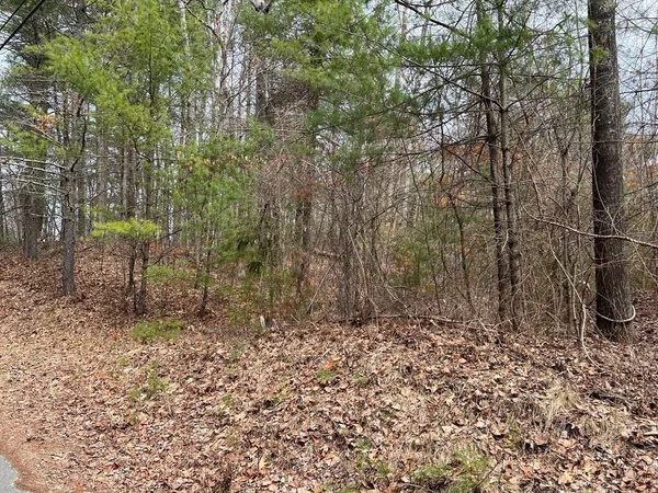 a view of a forest with a bench