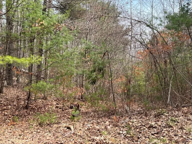 a view of a yard with plants and trees