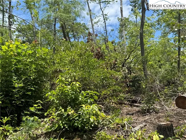 a view of a yard with plants and large trees