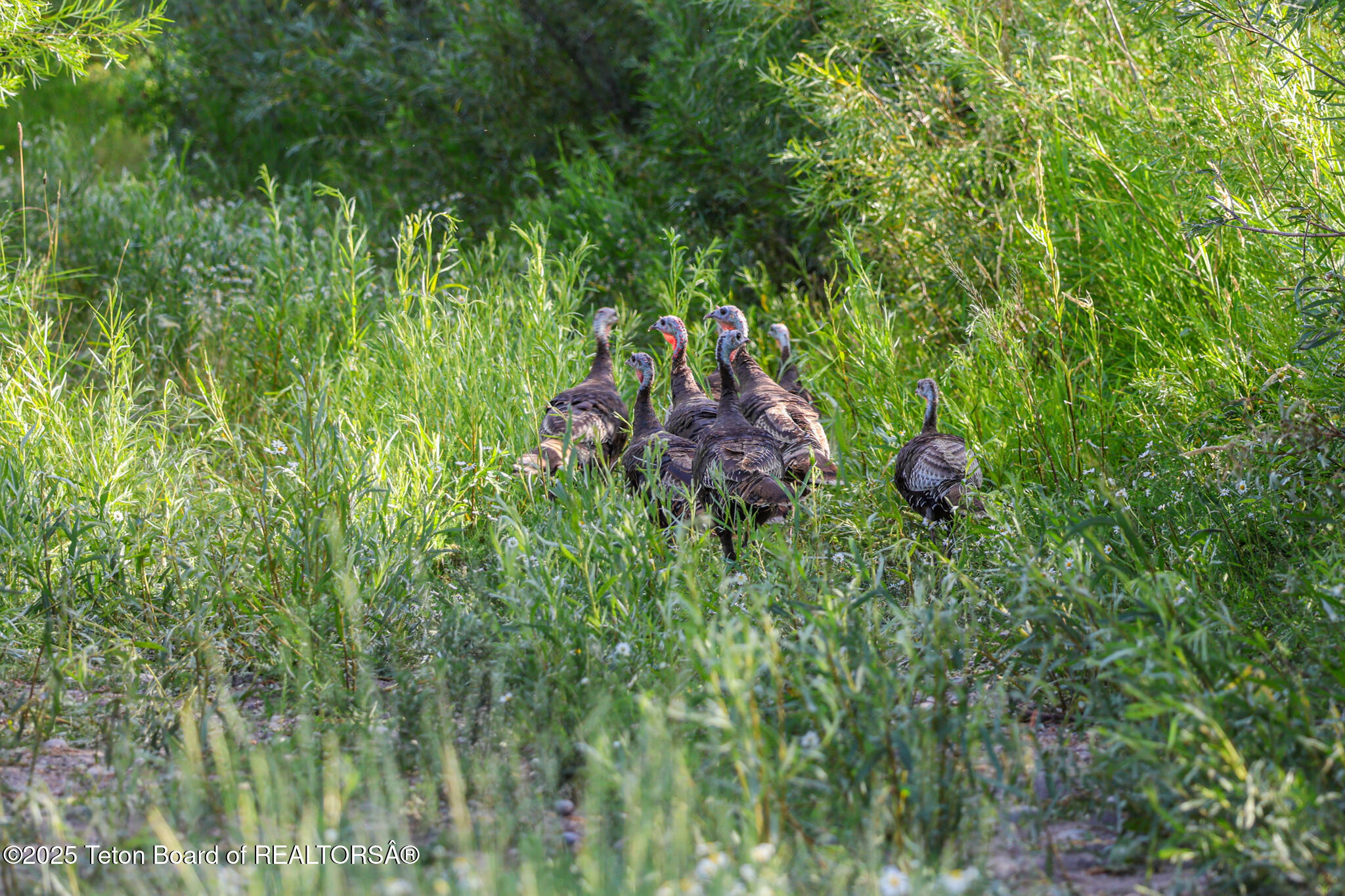 3200 South 3200th Rexburg, ID 83440 - Photo 8 of 43 1M0A0367