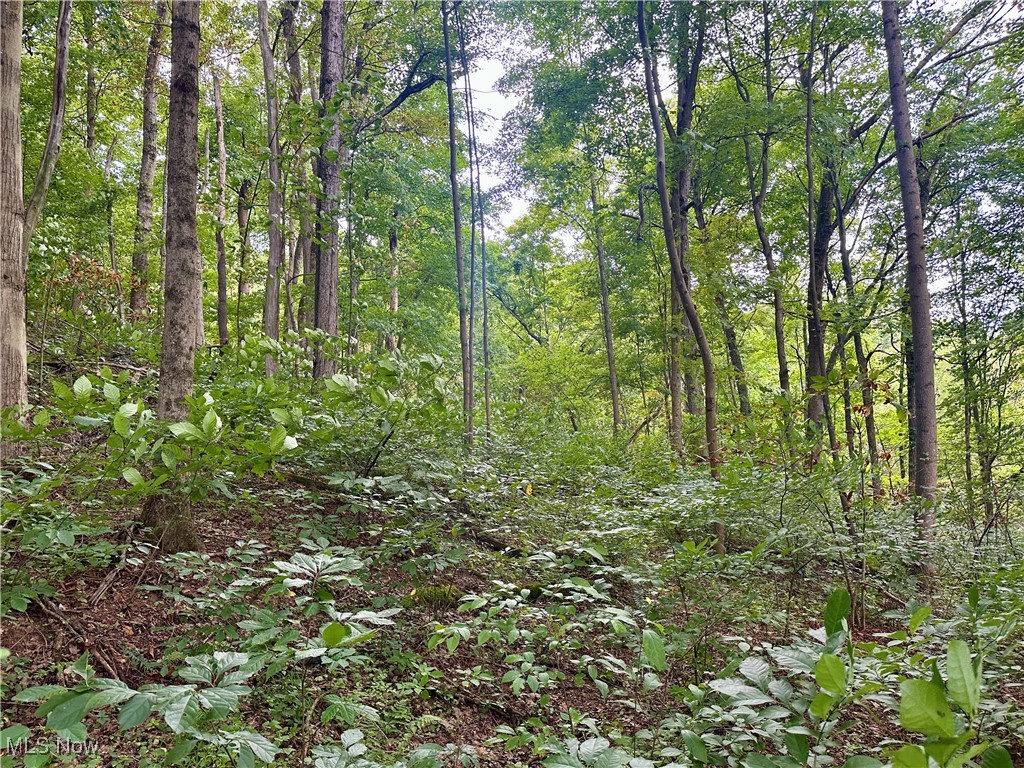 325 North Fork Road New Matamoras, OH 45767 - Photo 15 of 50 View of woods