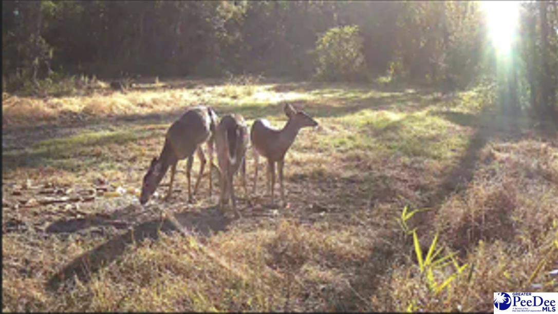 289 Edwards Road Bennettsville, SC 29512 - Photo 68 of 75 Gallery Image 68