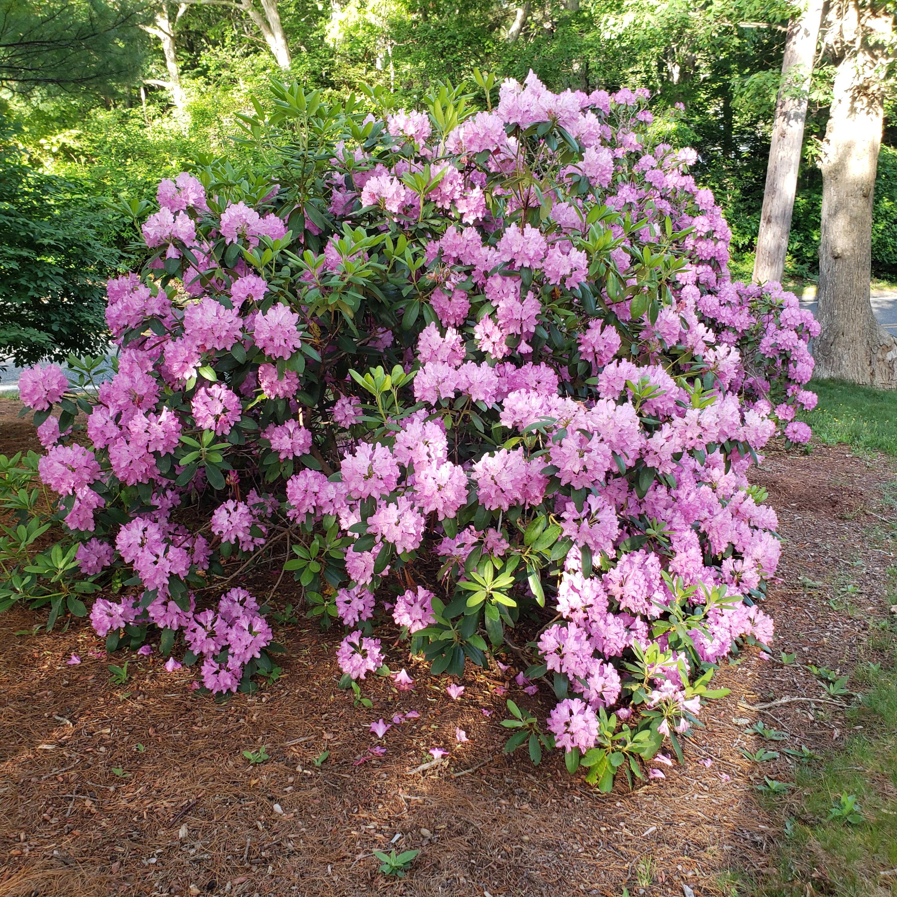 177 Old Stage Road Centerville, MA 02632 - Photo 24 of 29 a view of a flower