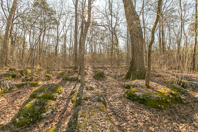 9506 McKee Road Lascassas, TN 37085 - Photo 45 of 45 Gallery Image 45