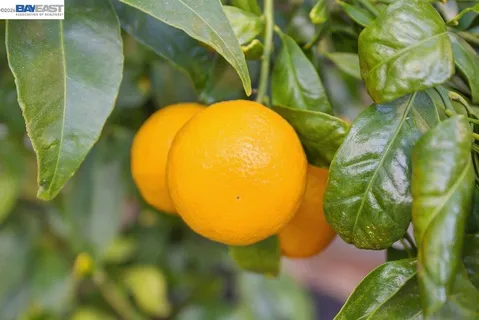 $868,000 | 5251 Peony Drive, Livermore, CA 94551