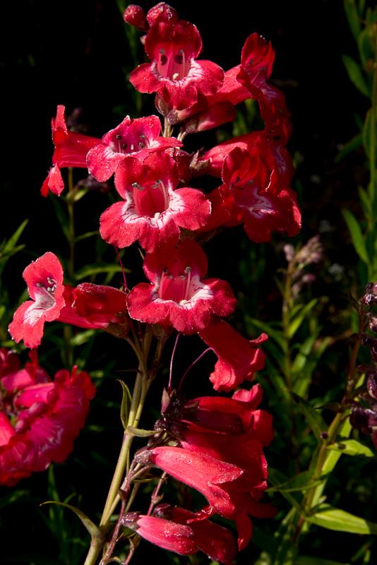 5 Nunes Road Watsonville, CA 95076 - Photo 39 of 41 a view of a flower