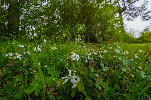 $53,000 | 87 N Highway, Newton, TX 75966