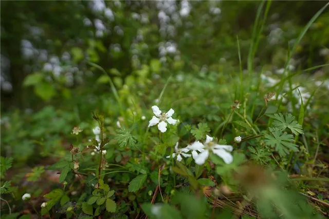 $53,000 | 87 N Highway, Newton, TX 75966