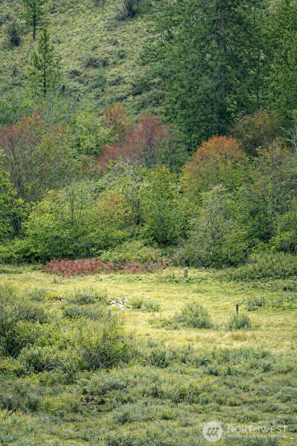 42 Beeman Road Tonasket, WA 98855 - Photo 1 of 2 a view of a yard with a tree
