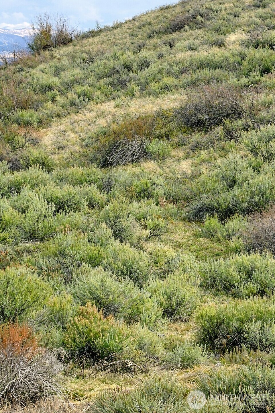 42 Beeman Road Tonasket, WA 98855 - Photo 2 of 2 a view of a field