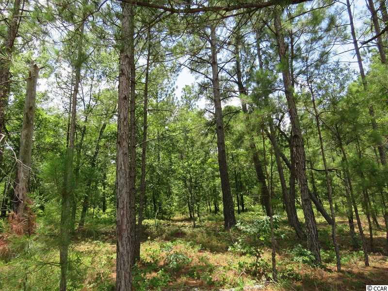 0 Mote Fields Road Harrells, NC 28444 - Photo 3 of 6