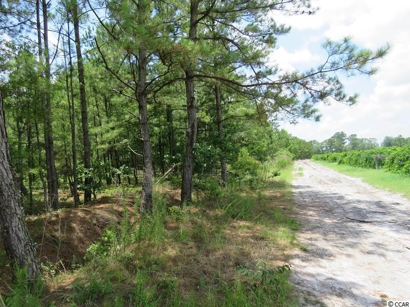 0 Mote Fields Road Harrells, NC 28444 - Photo 6 of 6