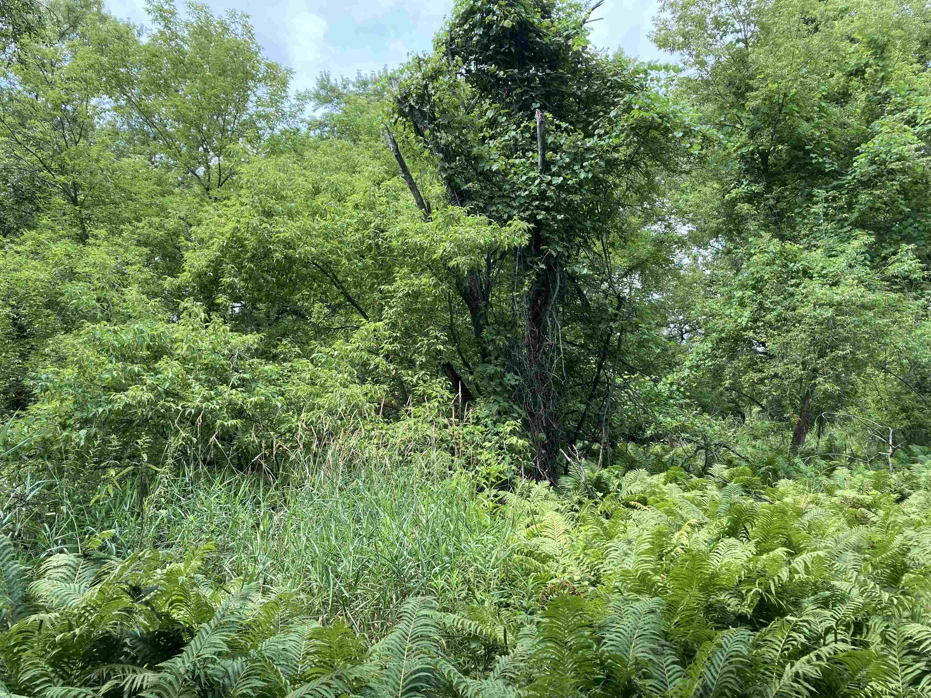 N/a Beachwood Road Rose City, MI 48654 - Photo 13 of 20 1947885-22A1EB9C-358B-4546-A57C-F88C27C099D8.JPG