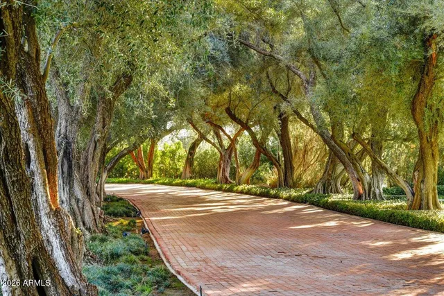 a view of park with large trees