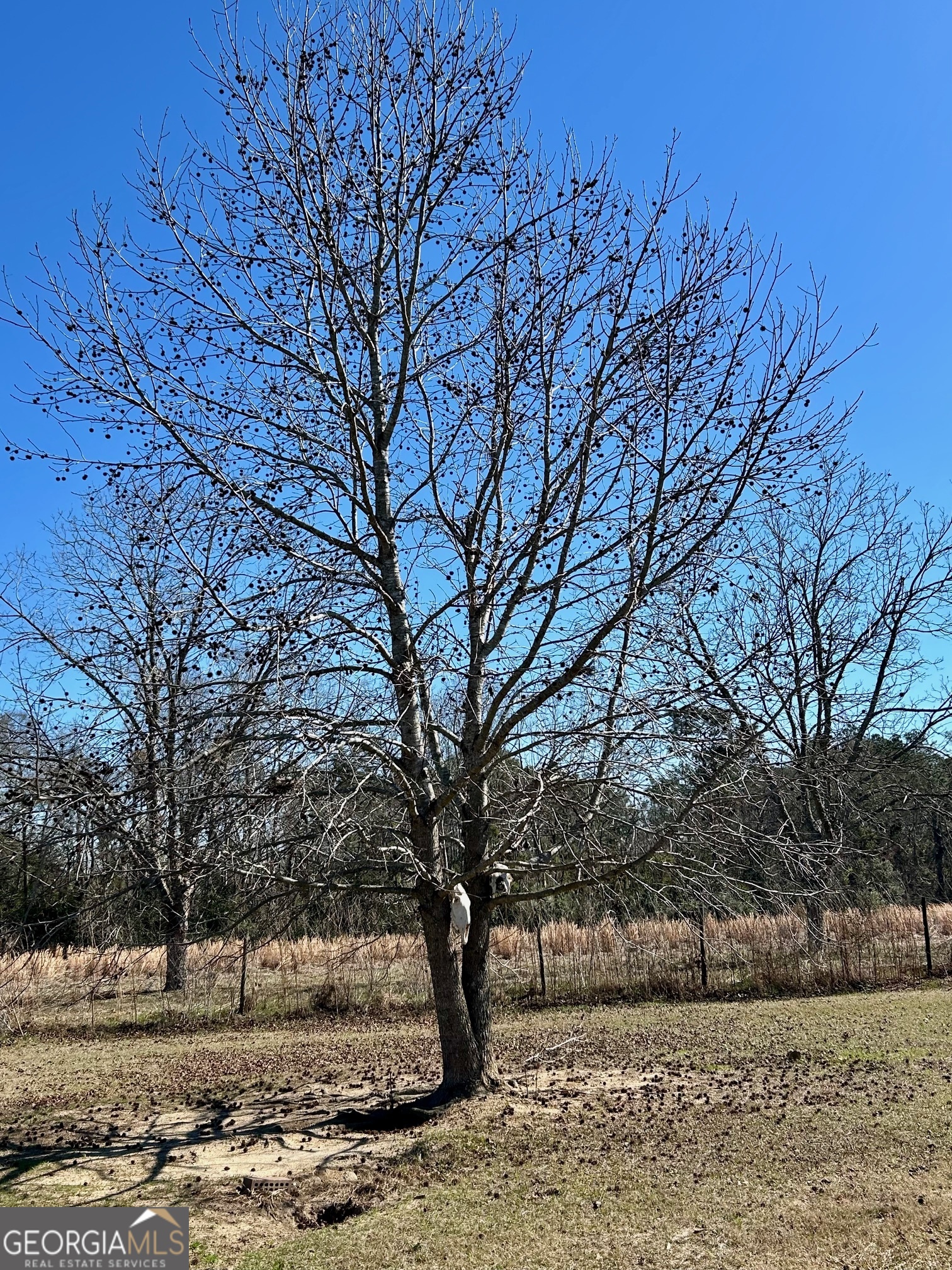 201 Claude Anderson Road Claxton, GA 30417 - Photo 24 of 41