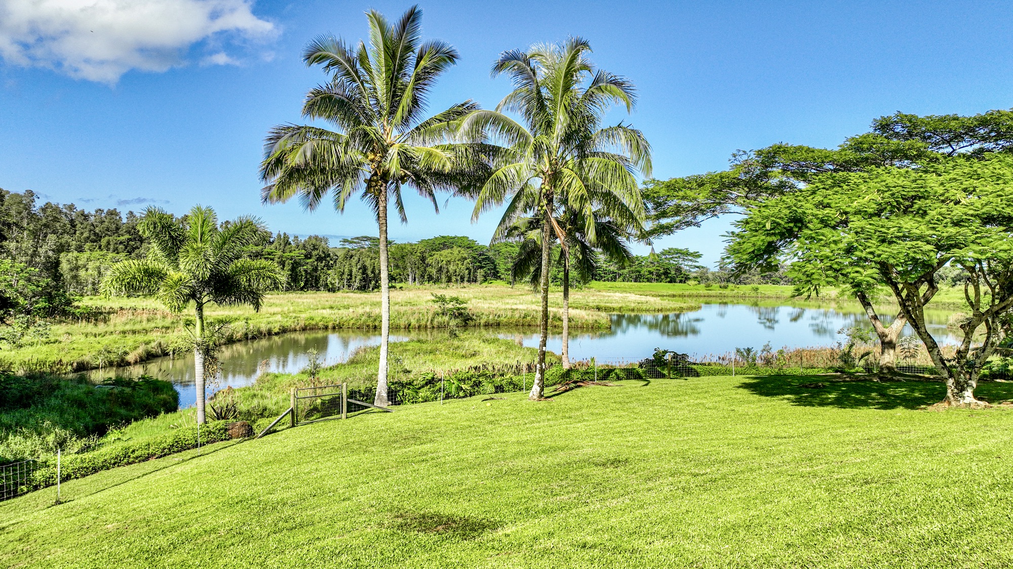 5792 Kahiliholo Road Kilauea, HI 96754 - Photo 2 of 5 a view of a garden and trees