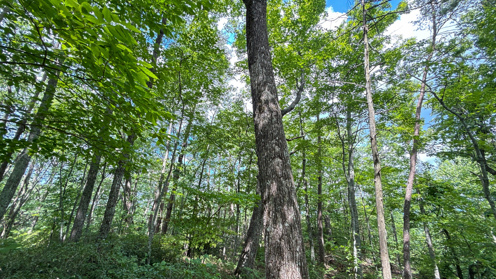 0 Flat Rock Road Jamestown, TN 38556 - Photo 19 of 20