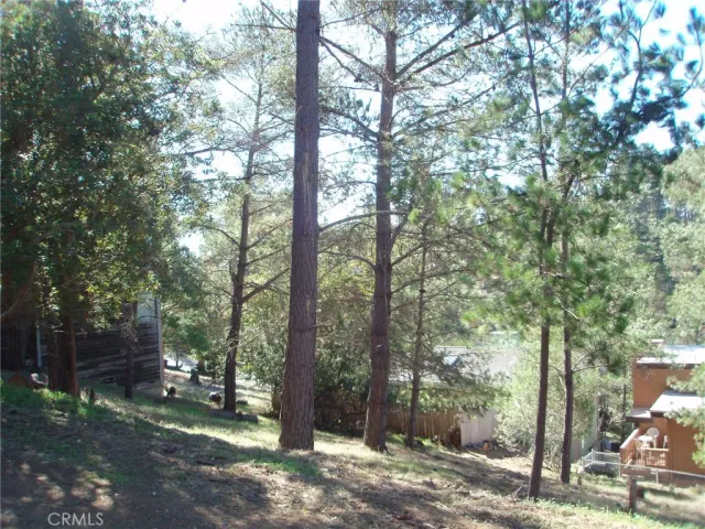 a view of a trees and yard