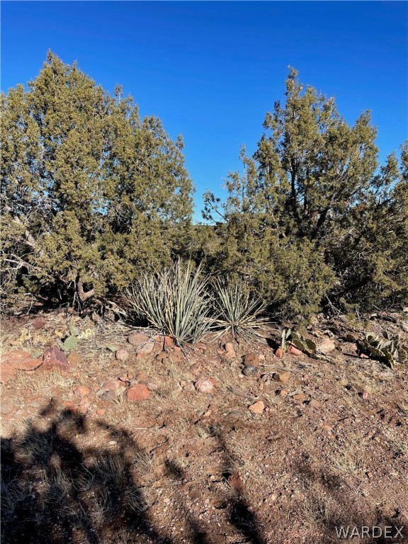 176 North Willows Ranch Road Kingman, AZ 86401 - Photo 5 of 17 a view of a large tree with a yard