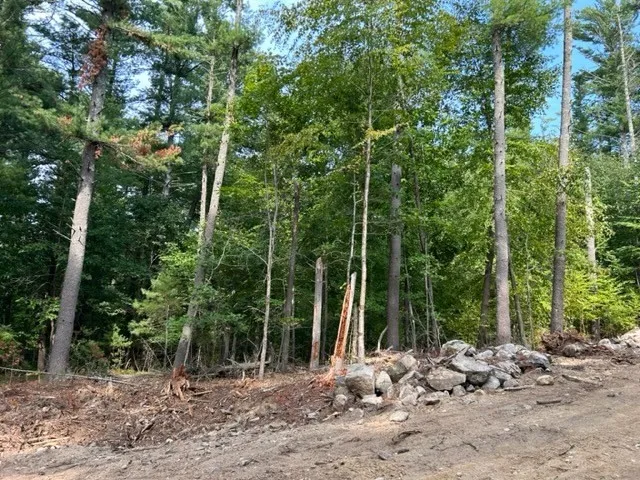 a view of a forest with trees