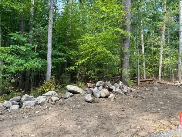 a view of a backyard with large trees and plants