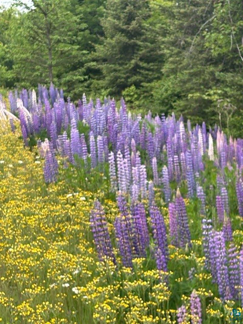 261 Caps Trail Lutsen, MN 55612 - Photo 46 of 53