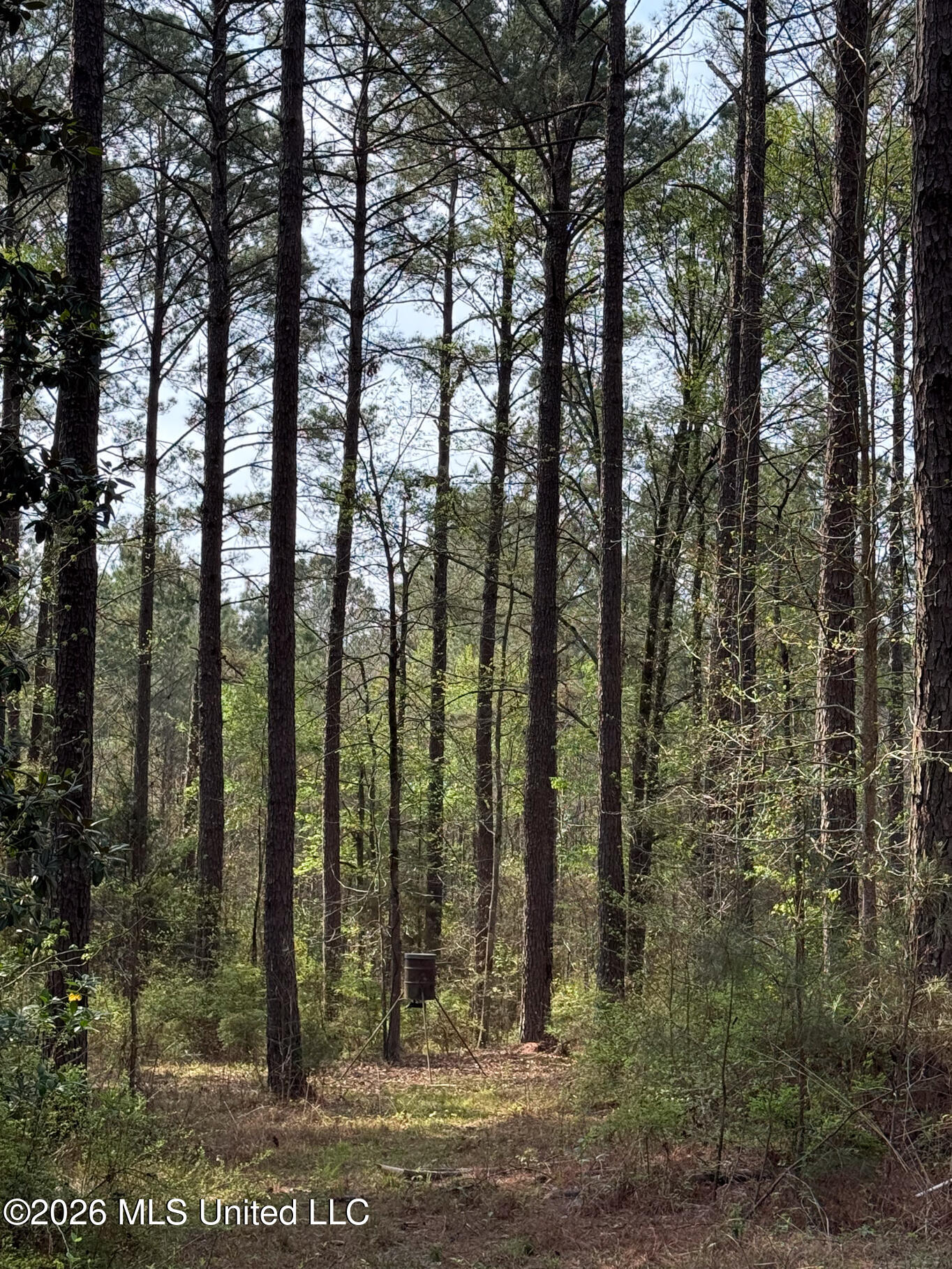 2893 Truesdale Road Carthage, MS 39051 - Photo 5 of 23 Leake 33-9