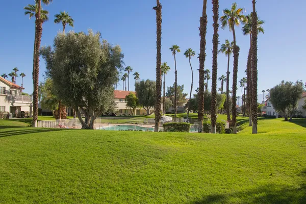 a view of a park with palm trees