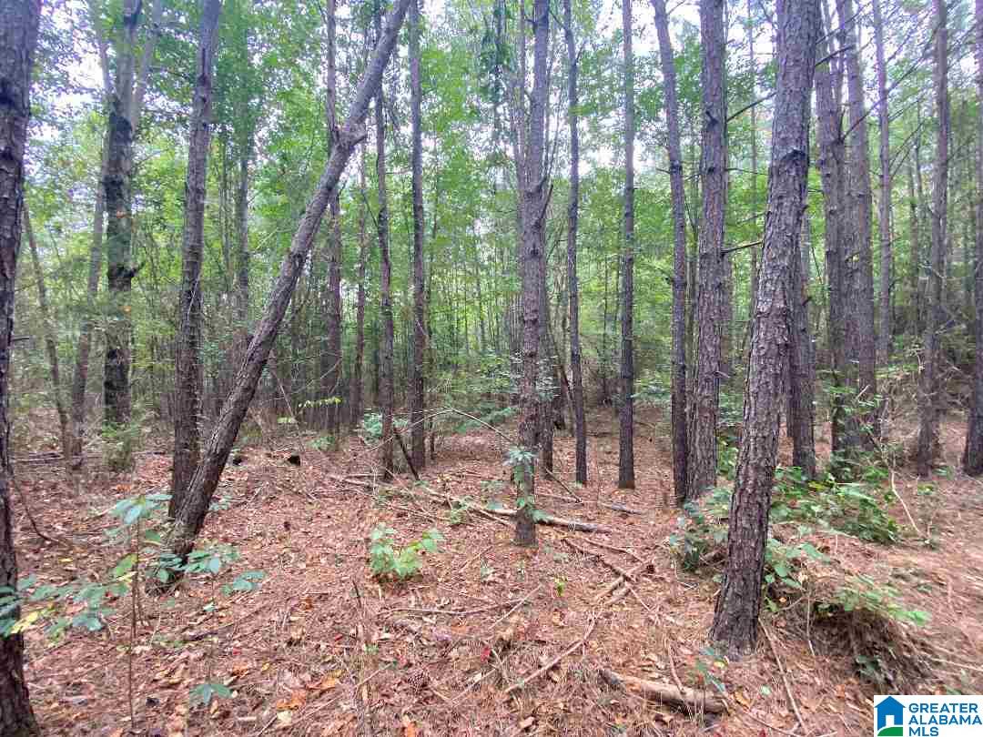 0 Tucker Mountain Road, Unit 40 Remlap, AL 35133 - Photo 4 of 7