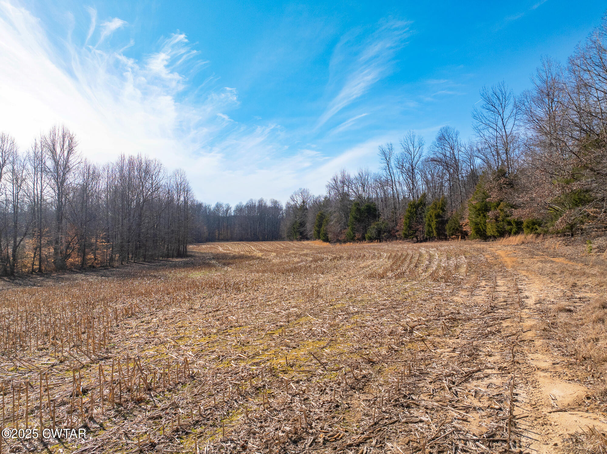 2615 Baudy James Road Cedar Grove, TN 38321 - Photo 13 of 19 a view of a yard with trees in the background