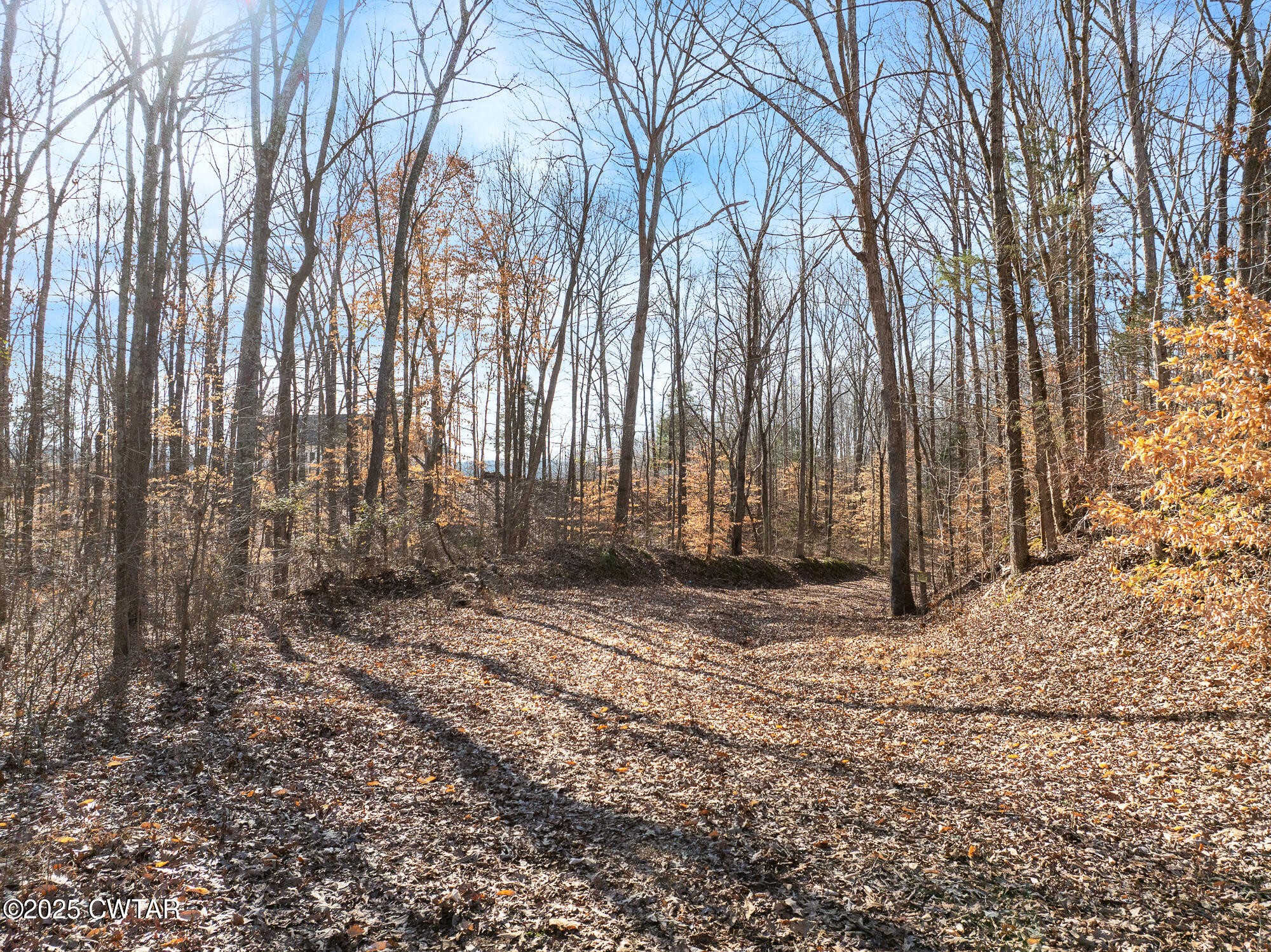 2615 Baudy James Road Cedar Grove, TN 38321 - Photo 3 of 19 a view of a backyard of the house