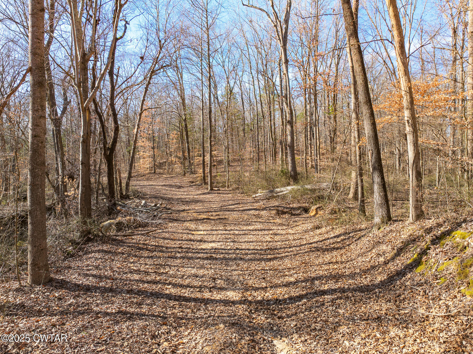 2615 Baudy James Road Cedar Grove, TN 38321 - Photo 5 of 19 a view of yard