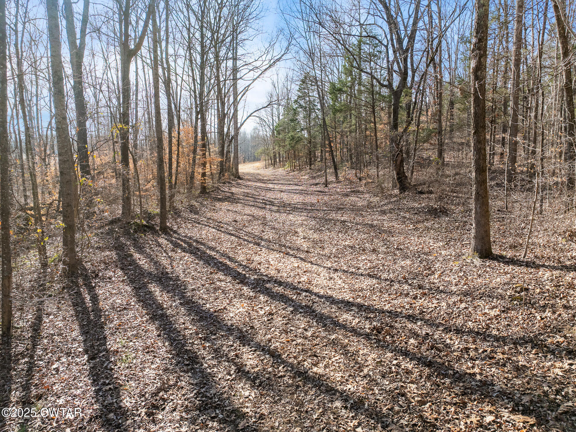 2615 Baudy James Road Cedar Grove, TN 38321 - Photo 6 of 19 a view of a yard with trees