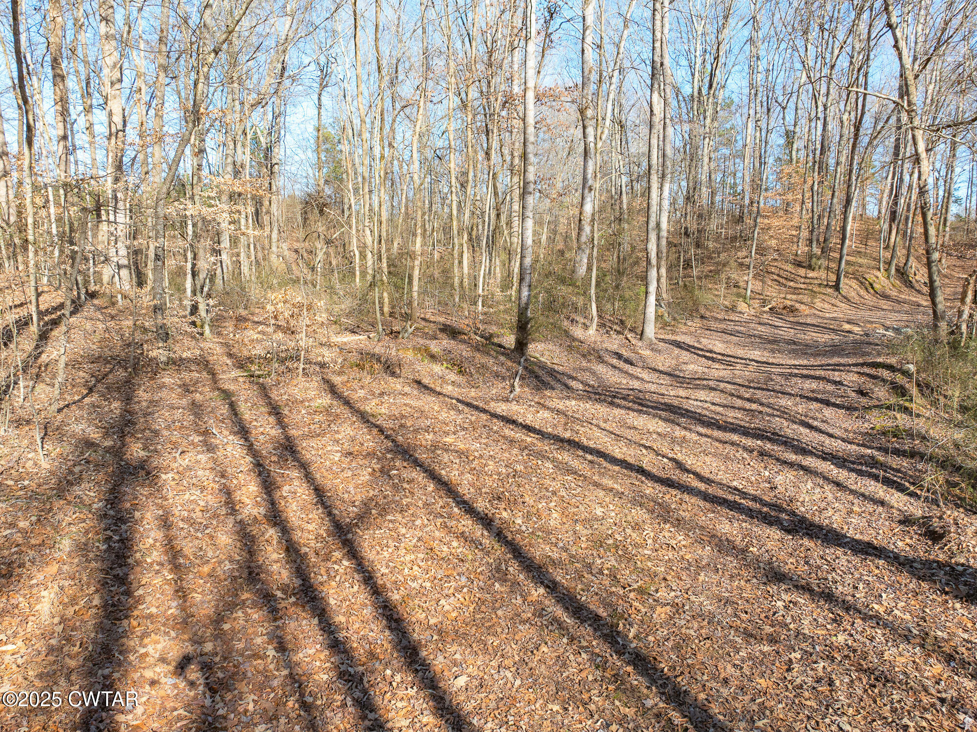 2615 Baudy James Road Cedar Grove, TN 38321 - Photo 8 of 19 a view of a backyard