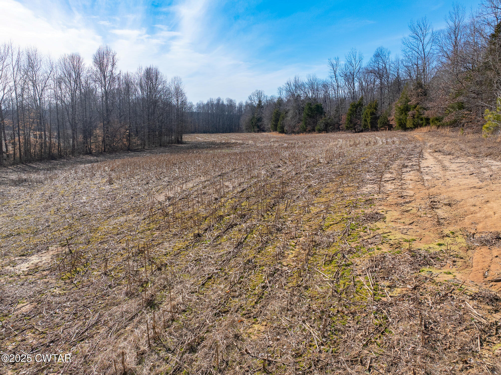 2615 Baudy James Road Cedar Grove, TN 38321 - Photo 10 of 19 a view of lush green forest