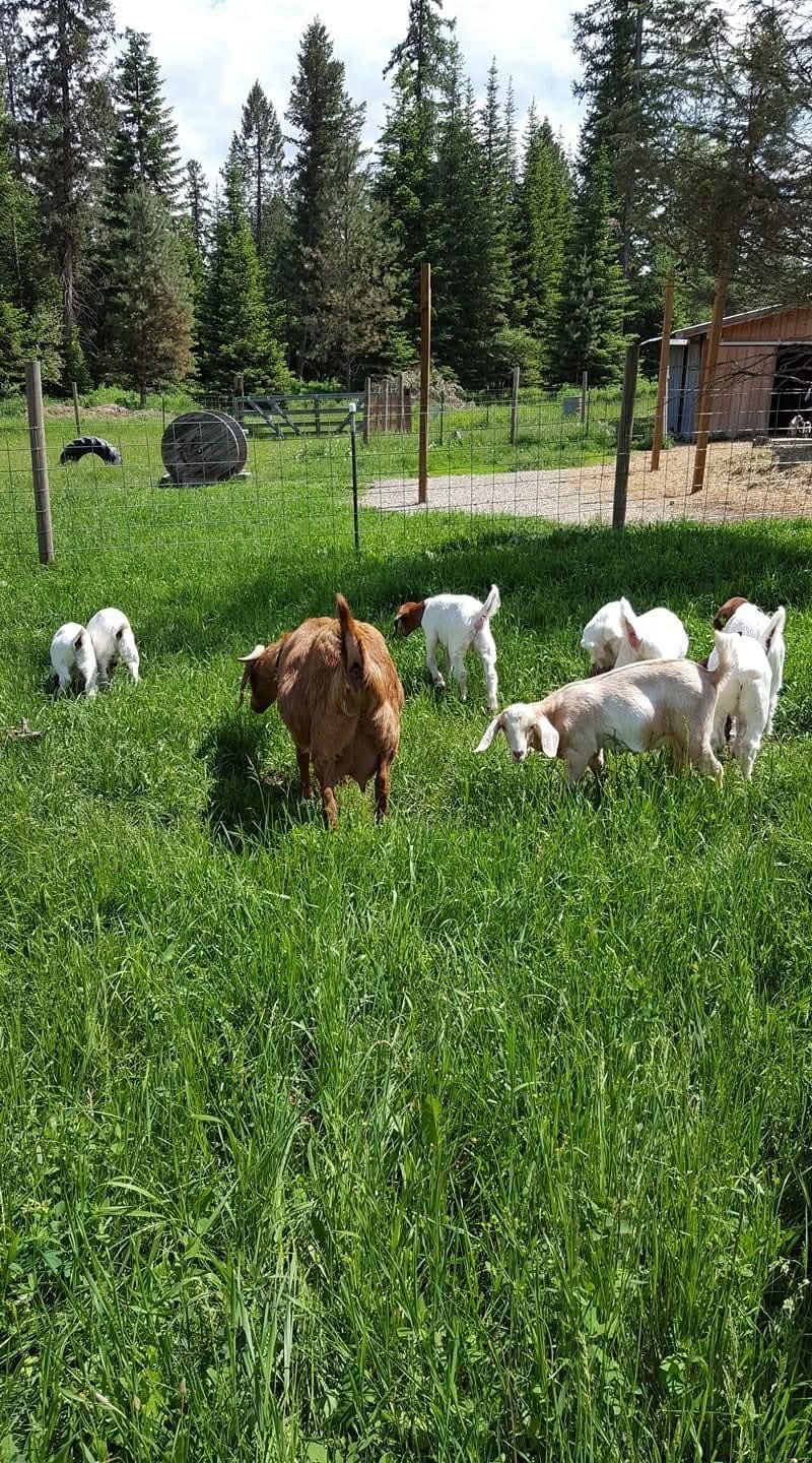 263 Fourspots Road Cusick, WA 99119 - Photo 48 of 50