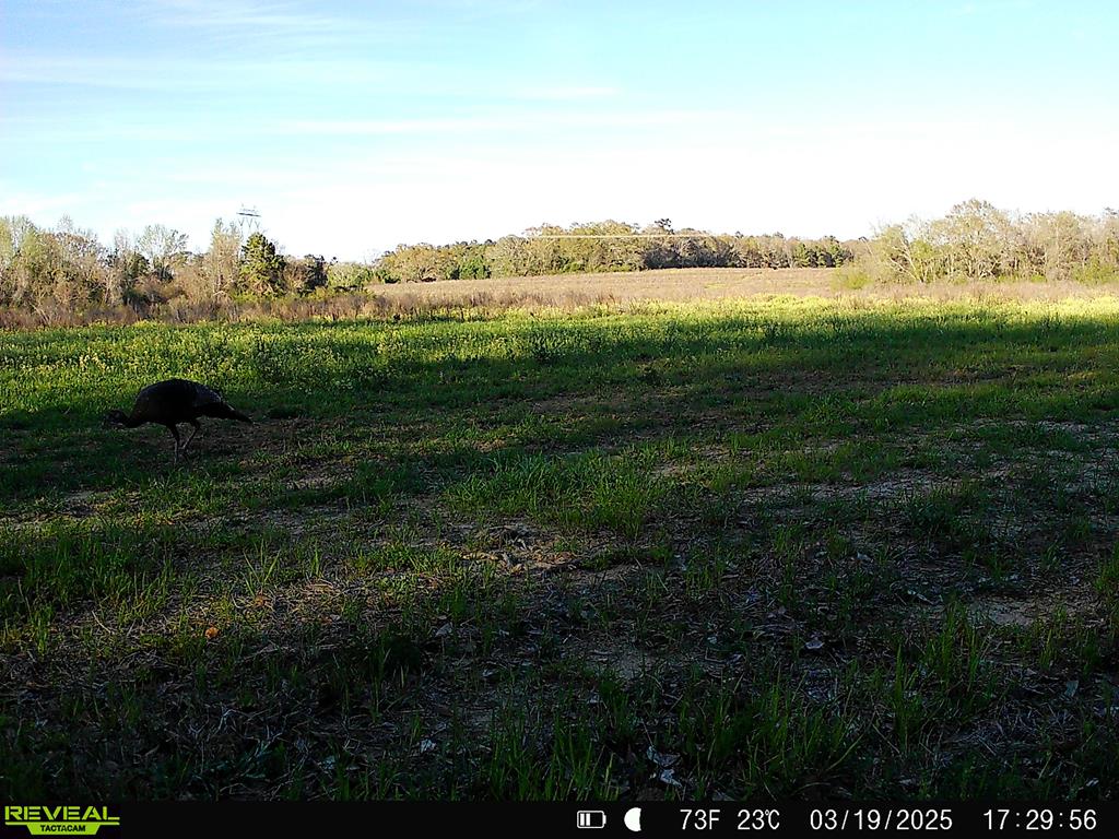 0 Macedonia Ch Road Columbia, AL 36319 - Photo 59 of 61