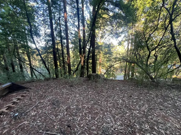 a view of a forest with trees