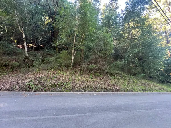 a view of a forest filled with trees